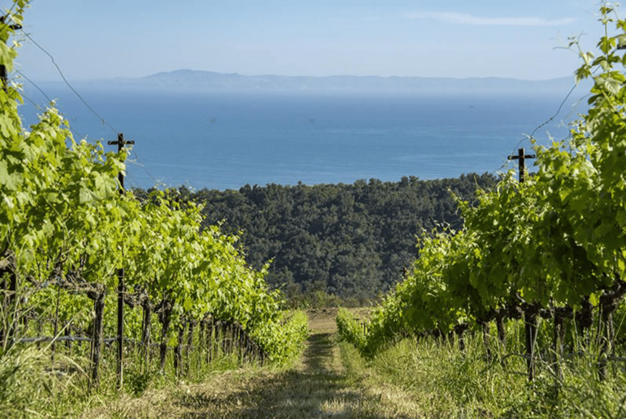 55 Acre Montecito Vineyard